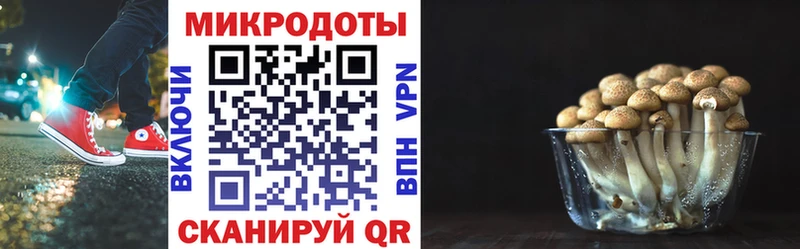 Псилоцибиновые грибы Psilocybe купить сайты MEGA ТОР Новотитаровская